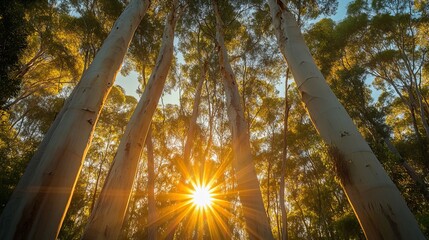 The sun shines through the leaves of eucalyptus trees in Australia, creating a warm, golden glow.