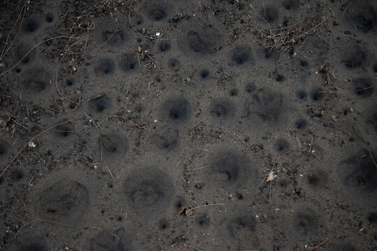 The texture of sands surface with funnel-shaped pit traps built by antlion larvae, species of predator insect in the neuropteran family Myrmeleontidae