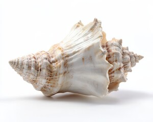 Obraz premium Conch Shell. Empty Seashell Isolated on White Background for Ocean Concept