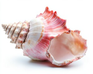Conch Shell Isolated on White Background. Large Pink Queen Seashell from the Sea