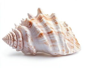 Obraz premium Conch Shell. Empty Seashell on White Isolated Studio Background