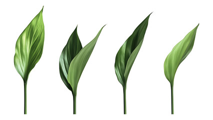 Four green leaf on a transparent background,Four Lily of the valley Leaf Isolated,Four Tropical Plant Leaves,leaf transparent png,Decoration work, green plants,Four green leafed plants, Ai   