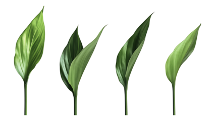 Four green leaf on a transparent background,Four Lily of the valley Leaf Isolated,Four Tropical Plant Leaves,leaf transparent png,Decoration work, green plants,Four green leafed plants, Ai   
