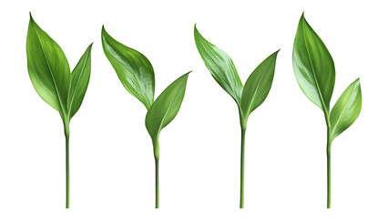 Obraz premium Four green leaf on a transparent background,Four Lily of the valley Leaf Isolated,Four Tropical Plant Leaves,leaf transparent png,Decoration work, green plants,Four green leafed plants, Ai 