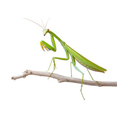 Green praying mantis perched on a branch in natural light isolated on transparent background