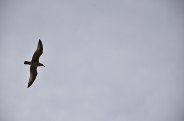 fly go