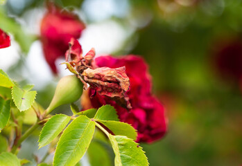 Dried buds of a red bush rose. The concept of improper feeding, insufficient watering, close-up