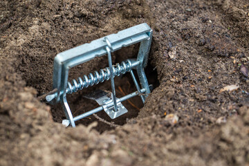 Installing a mole trap in a garden plot in a mole hole, close-up