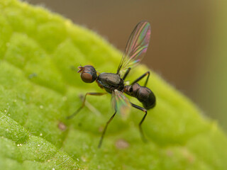 fly on leaf