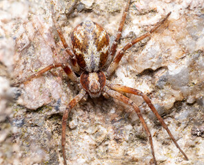 spider camouflage on the rocky background macro close up