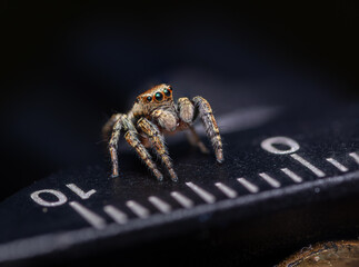 Jumping spider macro close up 