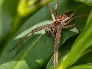 spider on a leaf macro close up