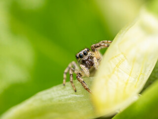 Jumping spider macro close up 