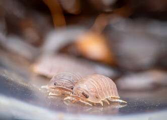 Isopod macro close up