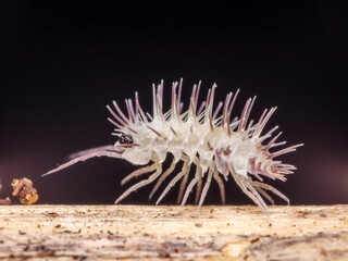 Laureola spiky isopods, macro close up, white isopod