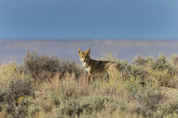 Coyote