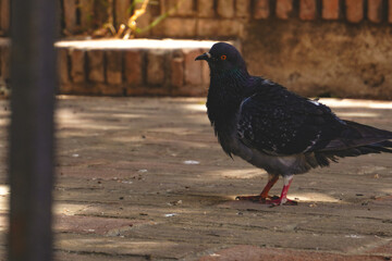 vogel