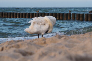 łabędź morze © Barbara