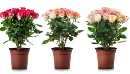Fototapeta premium Full Depth of Field in Clipping Path for Potted Roses- - Roses in pots isolated with sharp f (
