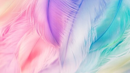 Soft and Colorful Feathers