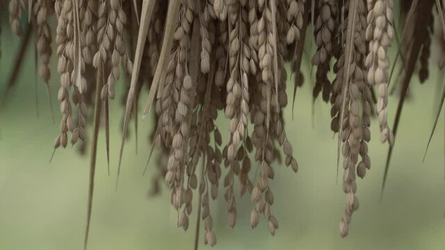 昔ながらの稲架掛け（はさかけ）
