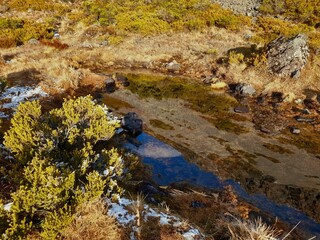 Frozen Wetland