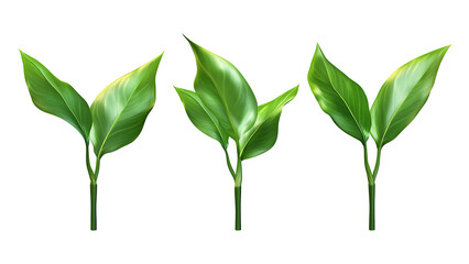 Fototapeta premium Four green leaf on a transparent background, Four Lily of the valley Leafs Isolated,Four Tropical Plant Leaves,leaf transparent png,Decoration work, green plants,Four green leafed plants, Ai