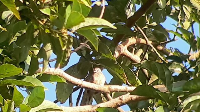 observing birds from a distance in the wild
