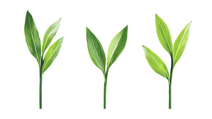 Obraz premium Four green leaf on a transparent background,Four Lily of the valley Leafs Isolated,Four Tropical Plant Leaves,leaf transparent png,Decoration work, green plants,Four green leafed plants, Ai