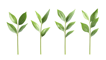 Obraz premium Four green leaf on a transparent background,Four Lily of the valley Leafs Isolated,Four Tropical Plant Leaves,leaf transparent png,Decoration work, green plants,Four green leafed plants, Ai