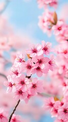 Obraz premium Vibrant cherry blossom trees in full bloom