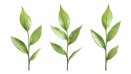 Fototapeta premium Four green leafs on a transparent background,Four Lily of the valley Leafs Isolated,Four Tropical Plant Leaves,leaf transparent png,Decoration work, green plants,Four green leafed plants, Ai