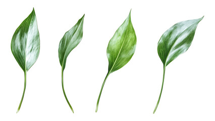 Fototapeta premium Four green leafs on a transparent background,Four Lily of the valley Leafs Isolated,Four Tropical Plant Leaves,leaf transparent png,Decoration work, green plants,Four green leafed plants, Ai
