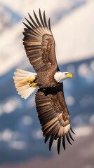 Obraz premium Majestic bald eagle in flight against mountain
