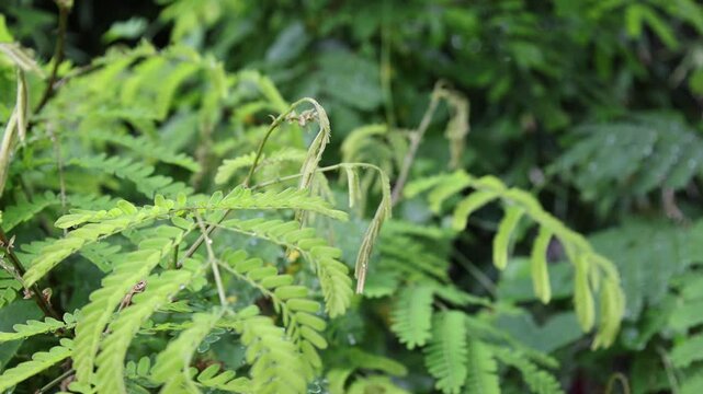 young shoots and green leaves of Senegalia rugata or Acacia Concinna (Willd).
Medicinal plants with sour taste. Myanmar people make soup curry, its young shoots are sour and delicious.