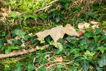 Natural forest floor background with ivy and fallen leaves.