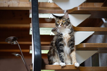 Maine Coon Katze sitzt auf der Treppe