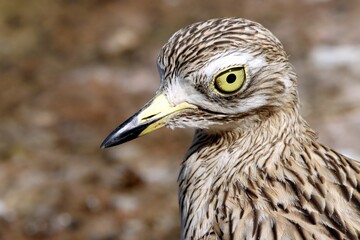 oiseau
