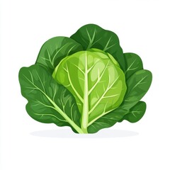 Obraz premium Fresh Flat Design of Leafy Cabbage Head on White Background - Simple and Minimalistic Natural Concept