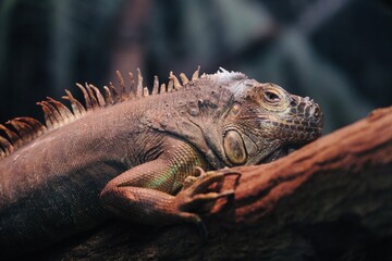 Green lizards in the Animal Kingdom of Kobe, Japan