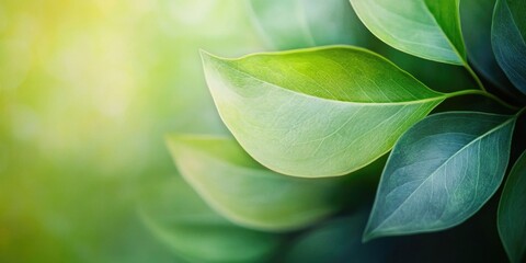 Obraz premium Abstract green leaf nature background 