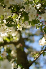 apple tree in spring