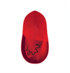 3D red bacteria cross section
