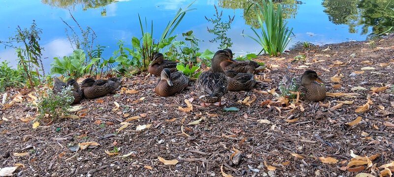 ducks on the grass I 
