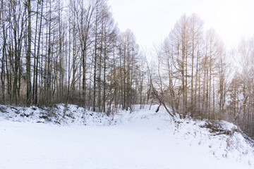 January landscape forest edge snowy lawn winter season morning sun rise glare effect idyllic peaceful view time