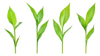 Fototapeta premium Four green leafs on a transparent background,Four Lily of the valley Leafs Isolated,Four Tropical Plant Leaves,leaf transparent png,Decoration work, green plants,Four green leafed plants, Ai