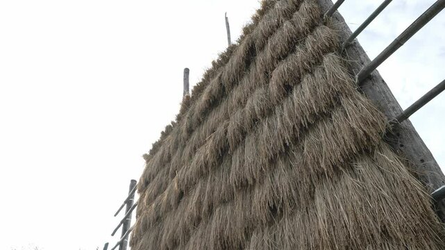 昔ながらの稲架掛け（はさかけ）