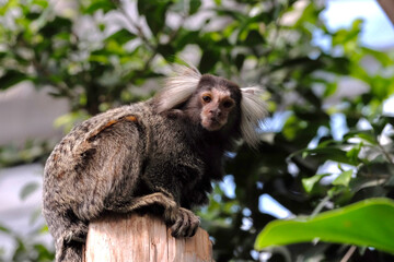 Common marmosets in the Animal kingdom of Kobe, Japan