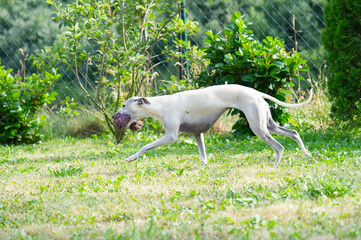 Whippet Hündin hat Spass im Garten