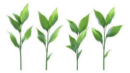 Obraz premium Four green leafs on a transparent background,Four Lily of the valley Leafs Isolated,Four Tropical Plant Leaves,leaf transparent png,Decoration work, green plants,Four green leafed plants, Ai